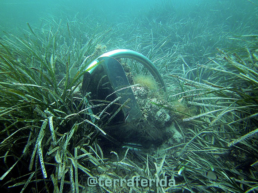 ferro_posidonia2_tf