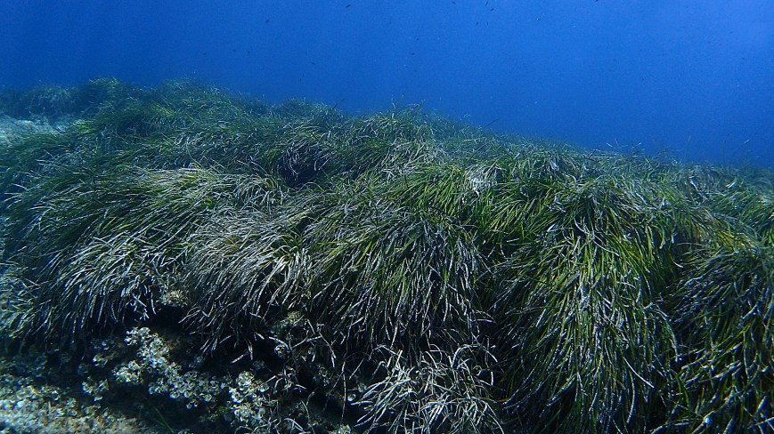 posidonia2
